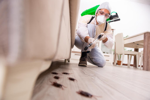 Rodent Control Services in chennai