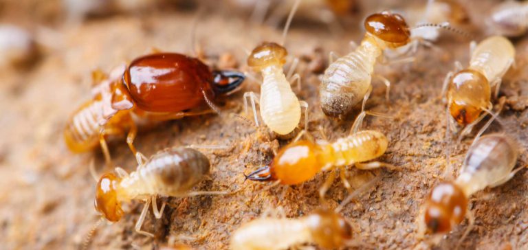 Termite Control Services in Thirumazhisai