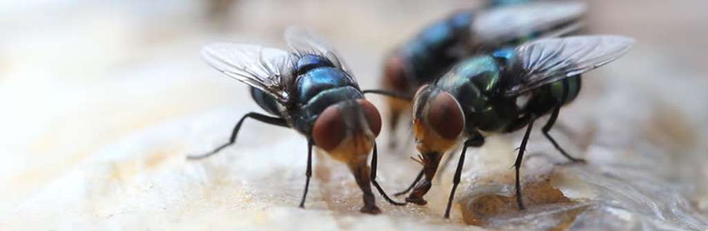 Flies Control Services in chennai