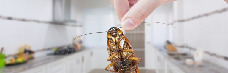 Cockroach Control Services in chennai