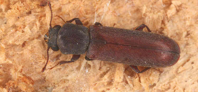 Wood Borer Control Services in Chennai