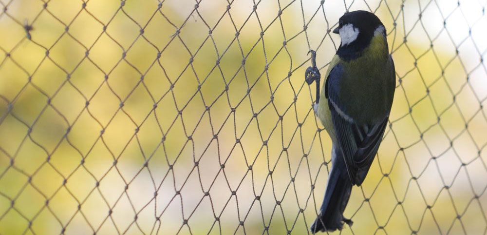 Bird Safety Nets Manufacturers In Chennai
