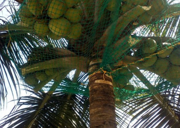 Coconut Safety Nets Manufacturers In Chennai